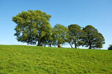 landscape at helm mount barns