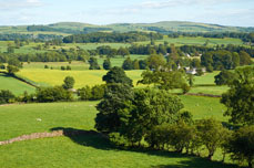 local landscape